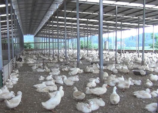 永不滿足的(de)養鴨大(da)王