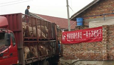 【人(ren)民(mín)日(ri)報】廣(guang)元昭化探索托筦(guan)養豬：風險兩傢(jia)擔　農民(mín)穩